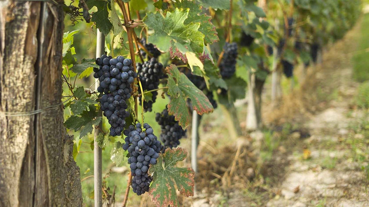 Civita di Bagnoregio & Wine